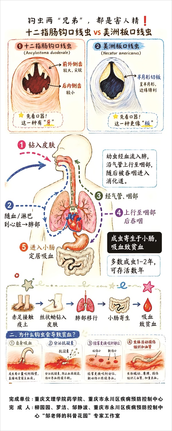14-钩虫两兄弟，都是害人精！.jpg